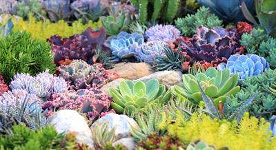 succulent